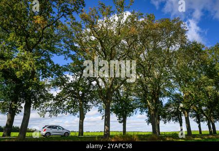 Heinersdorf, Deutschland. Oktober 2024. Eine Allee mit alten Eichen im Osten Brandenburgs. Der Tag der Avenue findet am 20. Oktober statt. Mit diesem Tag möchte eine Allianz von Naturschützern und Tourismusorganisationen die Aufmerksamkeit auf die Schönheit und Gefahren von baumgesäumten Straßen im Herbst lenken. Im Land Brandenburg gibt es rund 1800 Kilometer Alleen. Quelle: Patrick Pleul/dpa/Alamy Live News Stockfoto