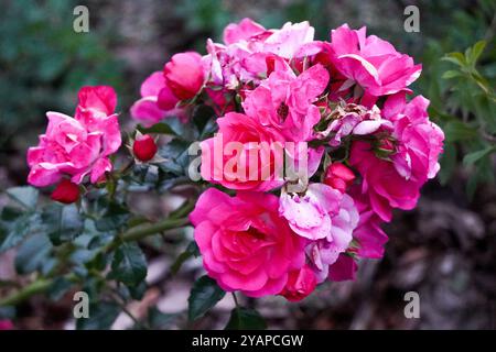 Ein wunderschöner Blumenstrauß rosa Rosen in voller Blüte, umgeben von grünem Laub, der die florale Schönheit und die Zartheit der Natur einfängt. Stockfoto