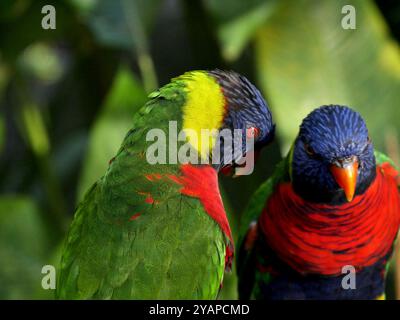 Ein paar Regenbogenlorikeet Stockfoto