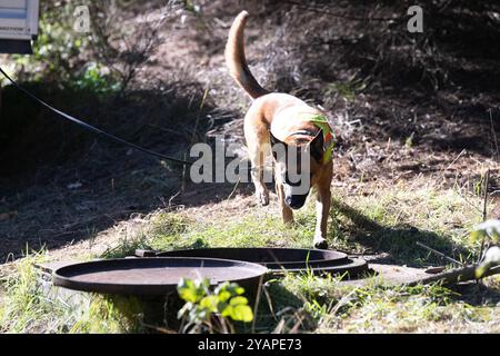 Annaberg Buchholz, Deutschland. Oktober 2024. Ein Leichenschnüffelhund steht an einem alten Wasserschacht unterhalb eines Eingangs zu einem alten Minentunnel in einem bewaldeten Gebiet. Die Suche nach einem vermissten 34-jährigen Mann in Annaberg-Buchholz geht weiter. Quelle: Sebastian Kahnert/dpa/Alamy Live News Stockfoto