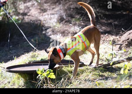 Annaberg Buchholz, Deutschland. Oktober 2024. Ein Leichenschnüffelhund steht an einem alten Wasserschacht unterhalb eines Eingangs zu einem alten Minentunnel in einem bewaldeten Gebiet. Die Suche nach einem vermissten 34-jährigen Mann in Annaberg-Buchholz geht weiter. Quelle: Sebastian Kahnert/dpa/Alamy Live News Stockfoto