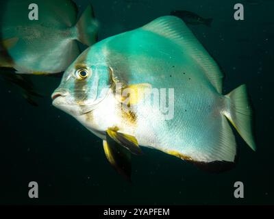 Schule von Platax Teira, Longfin Spadefish oder Fledermausfisch, und ein Taucher Puerto Galera, Philippinen. Das ist in der Mitte des Korallendreiecks Stockfoto