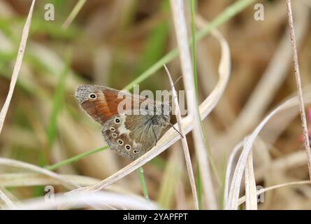 Großer HeideSchmetterling ssp. Davus - Coenonympha tullia Stockfoto