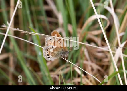 Großer HeideSchmetterling ssp. Davus - Coenonympha tullia Stockfoto