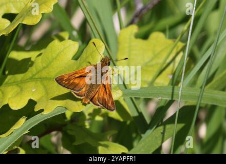 Großer Skipper auf Eichenblatt - Ochlodes sylvanus Stockfoto