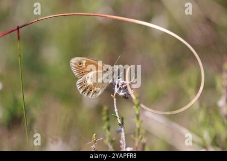 Großer HeideSchmetterling ssp. Davus - Coenonympha tullia Stockfoto