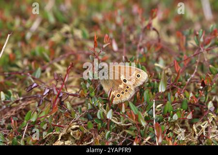 Großer HeideSchmetterling ssp. Davus - Coenonympha tullia Stockfoto