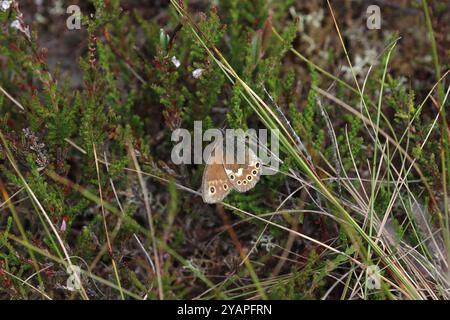 Großer HeideSchmetterling ssp. Davus - Coenonympha tullia Stockfoto