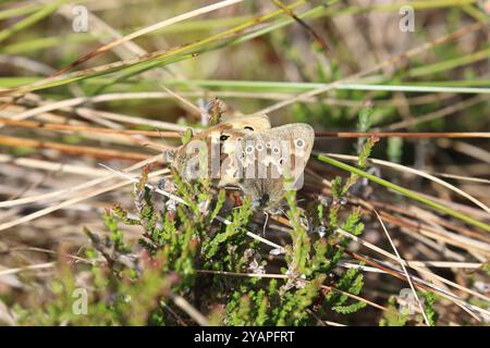 Großer HeideSchmetterling ssp. Davus Paarungspaar - Coenonympha tullia Stockfoto