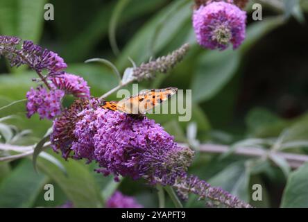 Große Schildpatt Schmetterling Nektaring auf Buddleia - Nymphalis polychloros Stockfoto