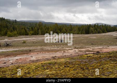 Ein großer Bison liegt und schläft im Upper Geyser Basin, Yellowstone. Stockfoto