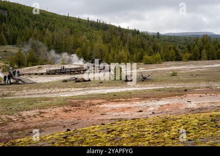 Ein großer Bison liegt und schläft im Upper Geyser Basin, Yellowstone. Stockfoto