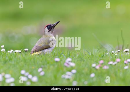 Grünspecht (Picus viridis), männliche Futtersuche auf der Wiese, Baden-Württemberg, Deutschland Stockfoto