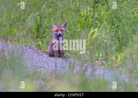 Rotfuchs (Vulpes vulpes), einsam auf Waldschotterstraße, Hessen, Deutschland Stockfoto