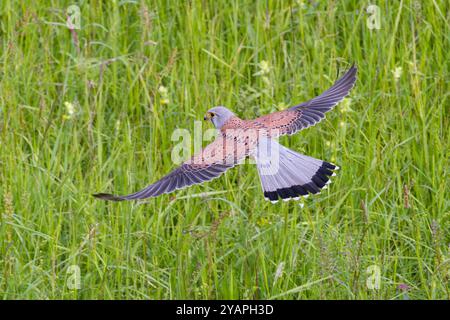 Kestrel (Falco tinnunculus) Männchen, der Nahaufnahme, Hessen, Deutschland Stockfoto