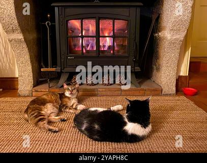 Zwei Katzen, die sich vor dem Holzofen entspannen. Stockfoto