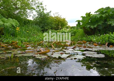 Seerosenpolster auf einem Teich, umgeben von Iris mit gelber Flagge, Gunnera und anderen Frühlingsblättern UK May Stockfoto