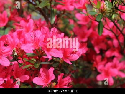 Eine Nahaufnahme der schönen roten Azalea-Blüten im Frühling. Stockfoto