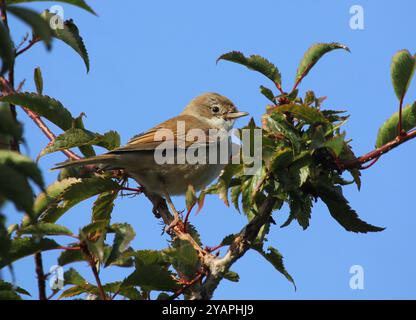 Ein junges gemeines Whitethroat, Sylvia communis, aus Norfolk, Großbritannien. Stockfoto