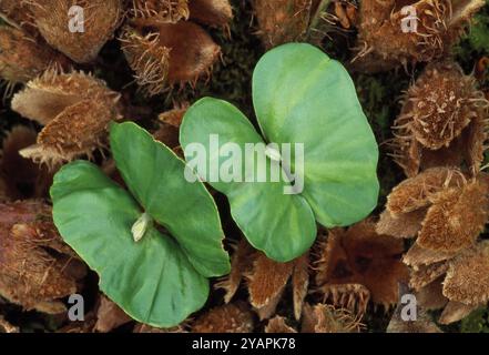 Buche (Fagus sylvatica) Paar Setzlinge, die auf Waldboden unter reifem Baum wachsen und von Buchenmast umgeben sind, Berwickshire, Schottland, Mai Stockfoto