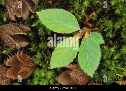 Buche (Fagus sylvatica) Setzling wächst auf Waldboden unter reifem Baum und umgeben von Buchenmast, Berwickshire, Schottland, Mai Stockfoto