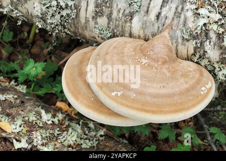 Birkenpolyporenpilze (Piptoporus betulinus), die auf gefallener Silberbirke (Betula pendula) im Glen Affric National Nature Reserve wachsen. Stockfoto