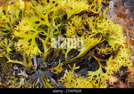 Carrageen / irisches Moos-Algen (Chondrus crispus) bei Ebbe exponiert, Isle of Skye, Hebriden, Schottland, August Stockfoto