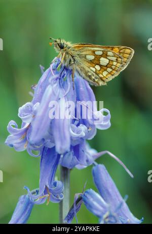 Karierter Skipper Schmetterling (Carterocephalus palaemon), der auf Blauglocken (Endymion non-scriptus) im sessilen Wald in Lochaber, Schottland, im Mai Stockfoto