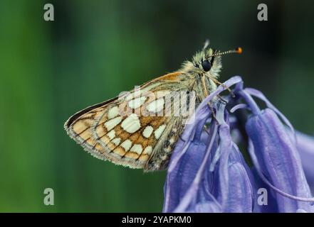 Karierter Skipper Schmetterling (Carterocephalus palaemon), der im Frühjahr auf Blauglocken (Endymion non-scriptus) im sessilen oakwood in Lochaber, Schottland, ruht Stockfoto