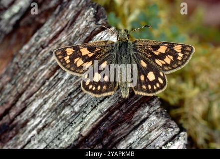 Karierter Skipper Schmetterling (Carterocephalus palaemon), der sich im Frühjahr in Lochaber, Schottland, im Mai auf totem Baumstamm auf dem Boden eines sitzenden eichenholzes sonnt Stockfoto