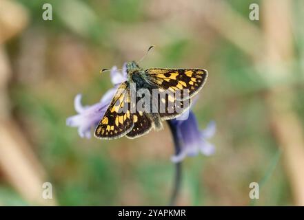 Karierter Skipper Schmetterling (Carterocephalus palaemon), der im Frühjahr auf Blauglocken (Endymion non-scriptus) im sessilen oakwood in Lochaber, Schottland, ruht. Stockfoto