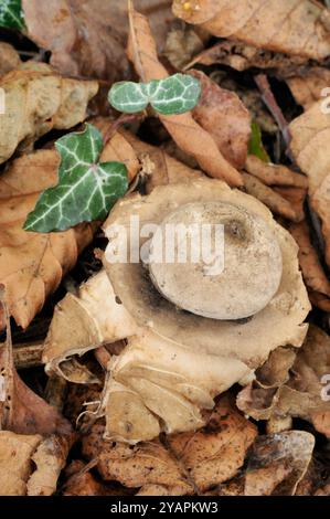 Erdensternpilze mit Kragen (Geastrum triplex) reifes Fruchtleib in Blattstreu unter der Hecke, Derbyshire, England, Oktober Stockfoto