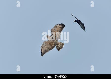 Buteo buteo (Buteo buteo) wird von einem Turm (Corvus frugilegus) gemobbt, Inverness-shire, Schottland, Oktober Stockfoto