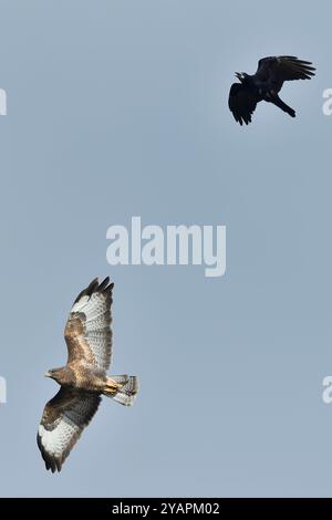 Buteo buteo (Buteo buteo) wird von einem Turm (Corvus frugilegus) gemobbt, Inverness-shire, Schottland, Oktober Stockfoto