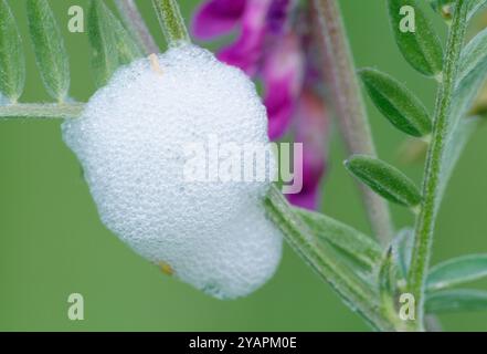 Kuckuckspucke / Gemeiner Froghopper (Philaenus spumarius) schützende „Bio-Schaummasse“ auf Buschwicke (Vica sepium) Berwickshire, Schottland, Juni Stockfoto