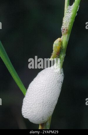 Kuckuckspucke / gemeiner Froghopper (Philaenus spumarius) auf Grasstamm mit Nymphe aus schützender Bio-Schaummasse, Berwickshire, Schottland, Juni Stockfoto