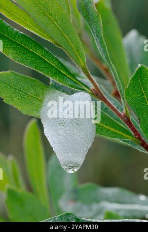 Kuckuckspucke / gemeiner Froghopper (Philaenus spumarius) schützender „Bio-Schaum“, befestigt an einem moormyrtenblatt (Myrica Gale) Inverness-shire, Schottland Stockfoto