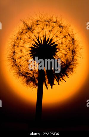 Löwenzahn (Taraxacum officinale) Nahaufnahme von Samenkopf gegen untergehende Sonne, Berwickshire, Schottland, Mai Stockfoto