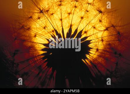 Löwenzahn (Taraxacum officinale) Nahaufnahme von Samenkopf gegen untergehende Sonne, Berwickshire, Schottland, Mai Stockfoto