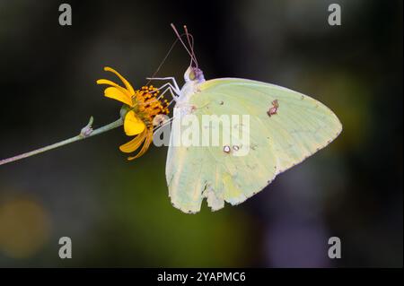 Wolkenloser Schwefel (Phoebis sennae marcellina) Stockfoto