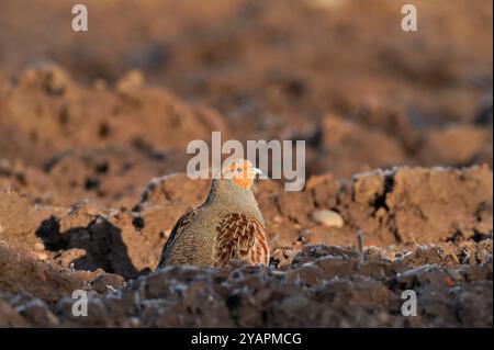 Graue Rebhühner (Perdix perdix) männlich am Rande des Pflugfeldes auf Brutgebiet im Frühjahr, Berwickshire, Scottish Borders, Schottland Stockfoto