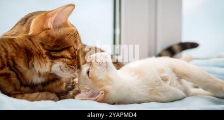 Eine bengalische Katze und ein burmesisches Kätzchen liegen nebeneinander. Zwei Katzen ruhen am Fenster. Stockfoto