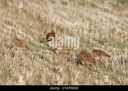 Graue Rebhühner (Perdix perdix) suchen im Herbst im Stoppelfeld, Berwickshire, Scottish Borders, Schottland, Oktober. Stockfoto