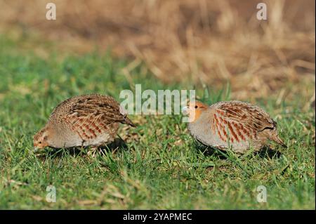 Das Paar der Grauen Rebhühner (Perdix perdix), das im Frühjahr auf dem Ackerfeld in Berwickshire, Scottish Borders, Schottland, auf der Suche nach Ackerflächen ist Stockfoto