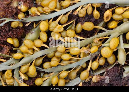 Knoted / Egg Wrack (Ascophylum nodosum) an Land bei Ebbe und mit angebrachtem Roten Epiphyten (Polysiphonia lanosa), North Harris Stockfoto