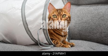 Bengalische Katze in einem Katzentunnel. Katze und Zubehör für die Freizeit der Katze. Stockfoto