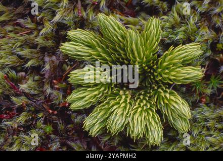 Tannenklubmoos (Lycopodium Selago) kompakte, junge Pflanze, die durch das Bett von Wollhaarmoos/Wollhaarmoos (Racomitrium lanuginosum) wächst Stockfoto