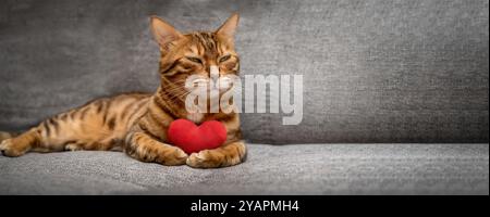 Bengalische Katze mit rotem Plüschherz. Lieblingskatze wünscht dir einen glücklichen Valentinstag. Stockfoto