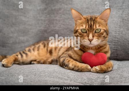 Bengalische Katze mit rotem Plüschherz. Lieblingskatze wünscht dir einen glücklichen Valentinstag. Stockfoto