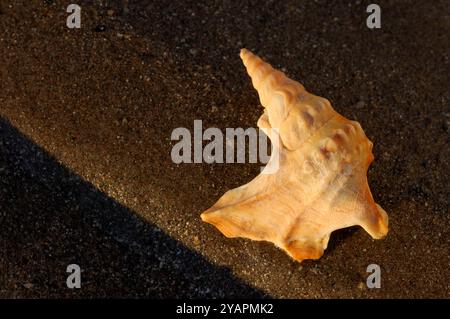 Pelican's Foot Shell (Aporrhais pespelecani) leere, unbewohnte Shell stand am Strand, Isle of Islay, Schottland, April Stockfoto